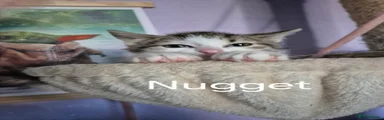 Nugget