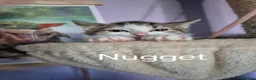 British Longhair cats for sale: Beautiful mix of kittens - Advert 11