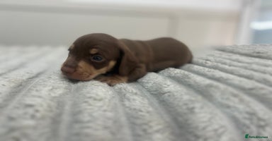 Miniature Dachshund dogs - Advert 9