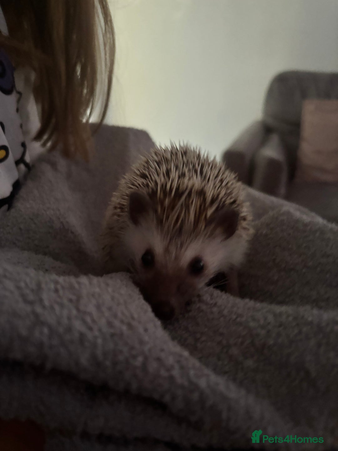 Pygmy Hedgehog rodents for sale: Prickles Pygmy Hedgehog  - Image 4