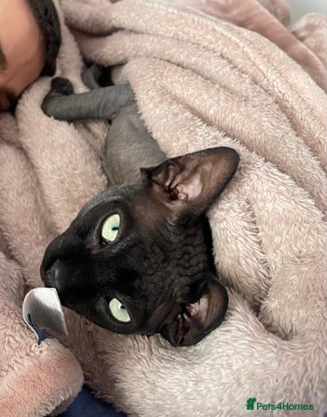 Sphynx cats in Milton Keynes - Advert 13