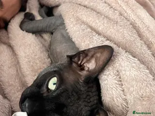 Sphynx cats Young male sphynx cat for stud in Milton Keynes - Advert 4