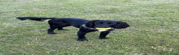 Sprocker dogs for stud: Sprocker for stud - Advert 8