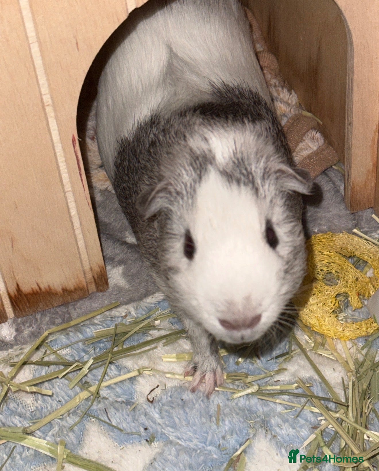 Guinea Pig rodents Gorgeous male guinea pig for sale  - Advert 4