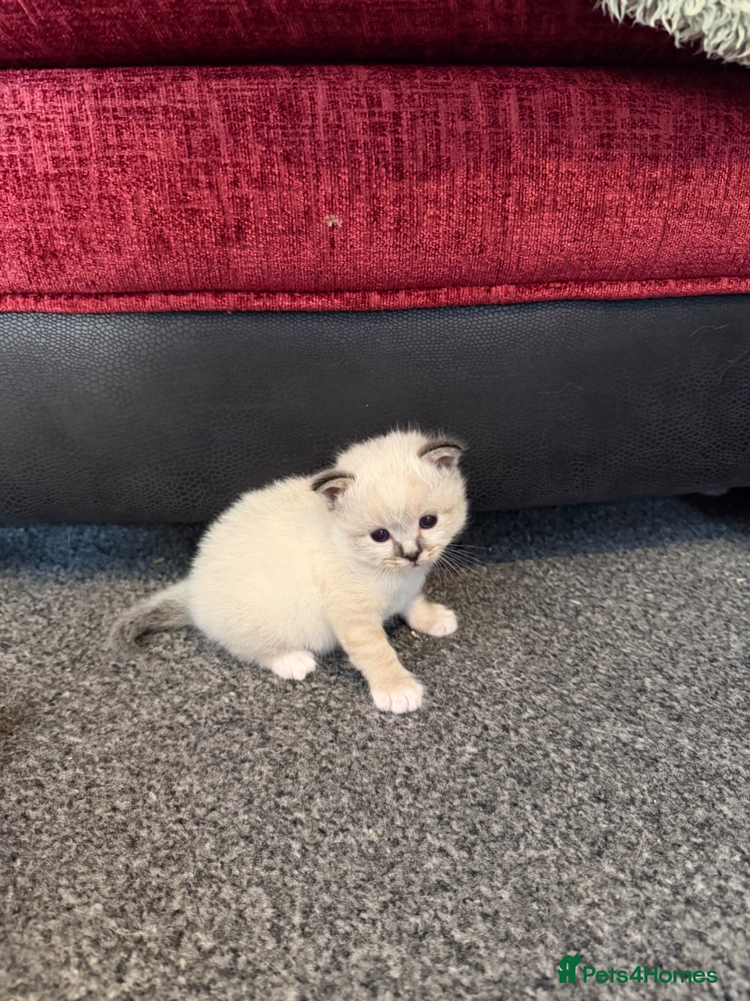 Birman cats for sale: Birman male kitten - Advert 3