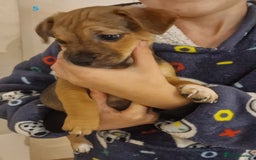 Mixed Breed dogs for sale: Beautiful Patterdale × Jack Chi Puppies - Image 7
