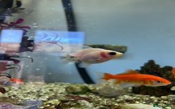 Fancy Goldfish fish for sale: Fancy goldfish / goldfish  - Image 4