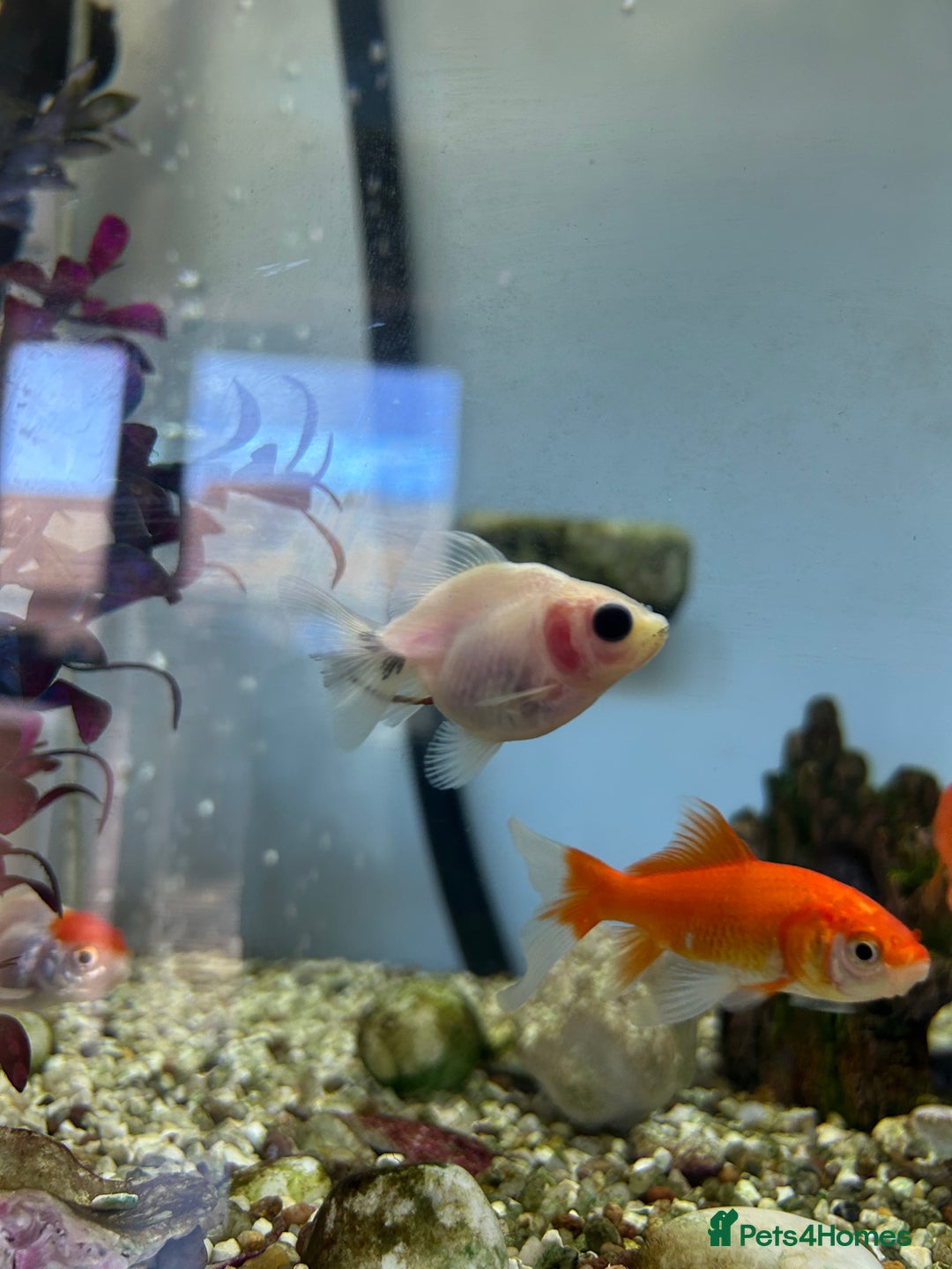 Fancy Goldfish fish for sale: Fancy goldfish / goldfish  - Image 4