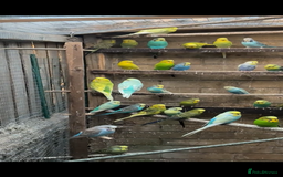 Mixed Breed birds for sale: Cute Birds - Image 8