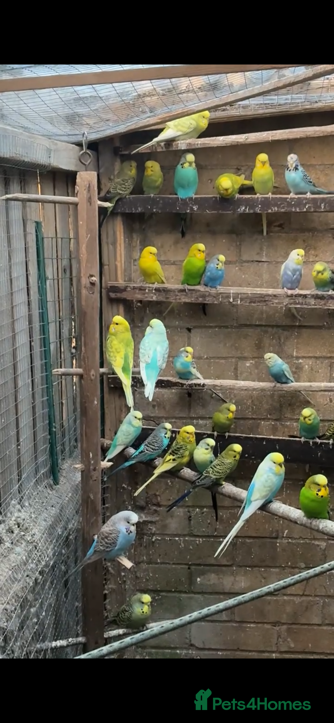 Mixed Breed birds for sale: Cute Birds - Image 8