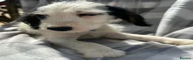 Mixed Breed 3