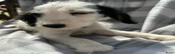 Mixed Breed dogs for sale: Jack Russell cross puppies  in Cambridge - Advert 6