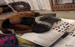 Boxer dogs for sale: Zero heart score mum. Only one puppy left - Image 10