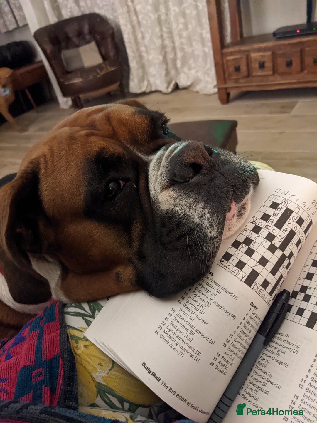 Boxer dogs for sale: Zero heart score mum. Only one puppy left - Image 10