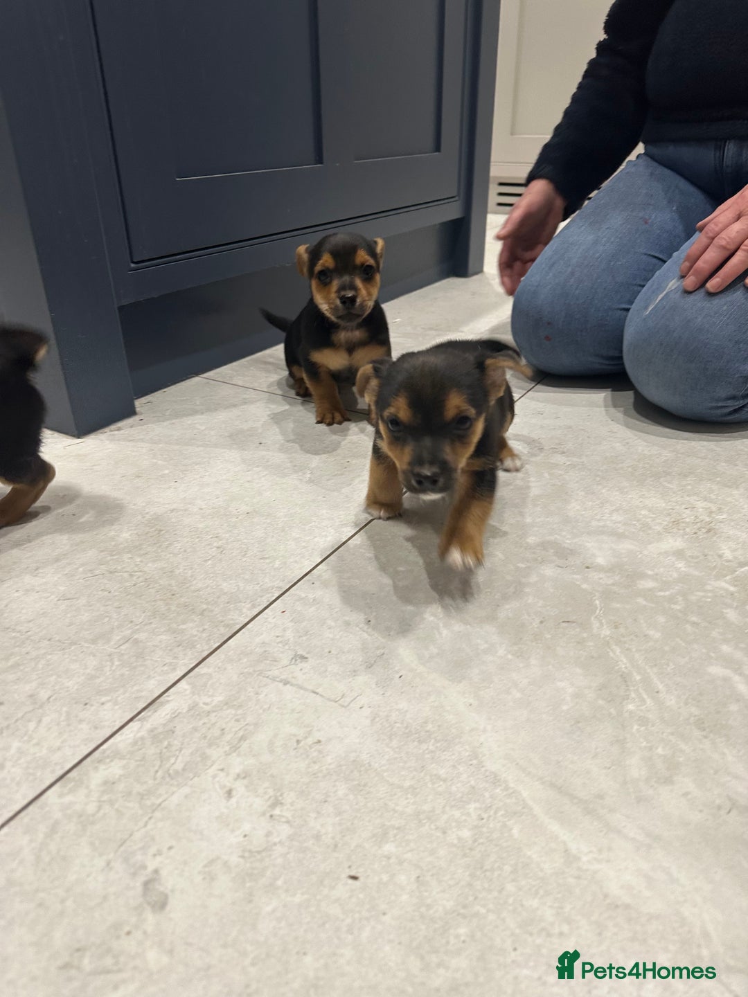 Jack Russell dogs for sale: Black and Tan Short legged Miniture Jack russels  - Advert 3