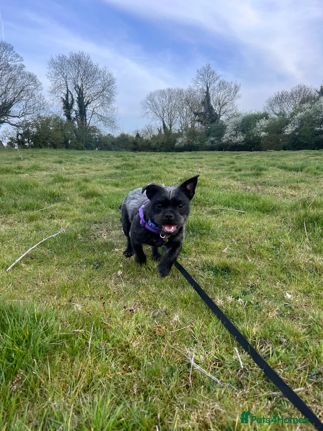 Mixed Breed dogs for sale: Frenchie x ShihTzu (French BullSh*!) - Advert 4
