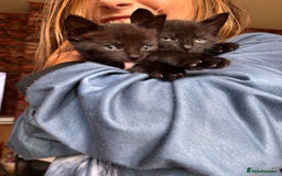 Bengal cats for sale: Bengal mix kittens for sale  - Image 1