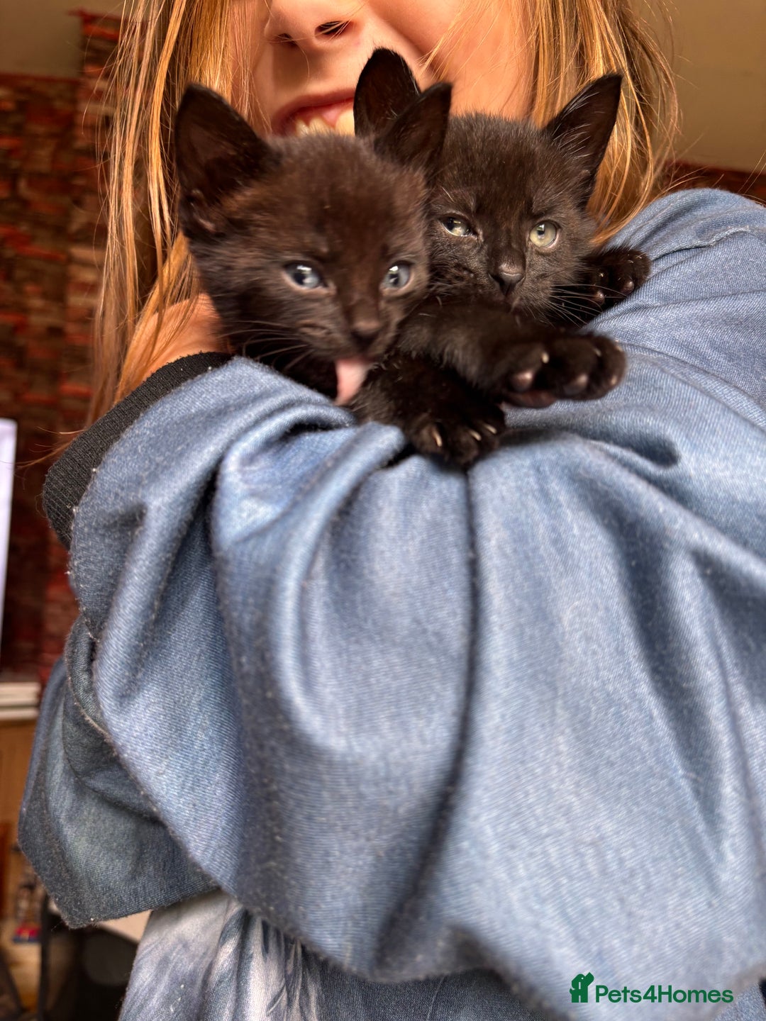 Bengal cats for sale: Bengal mix kittens for sale  - Image 1