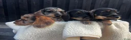 Miniature Dachshund dogs for sale: Wire Haired Miniature Dachshunds  - Advert 16