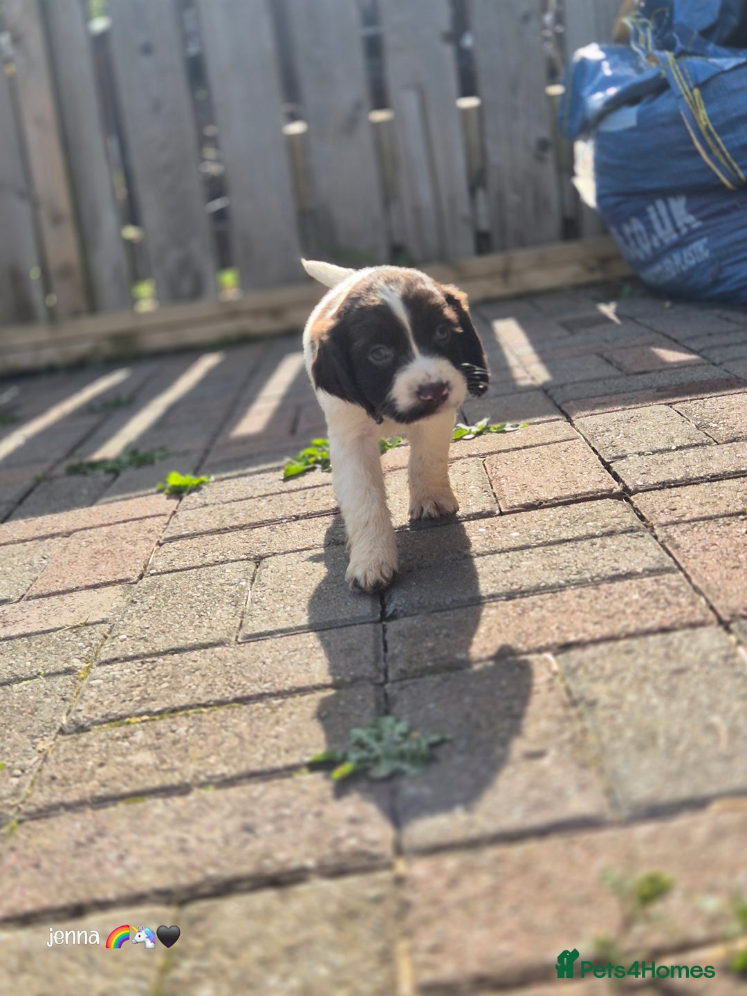 Sprocker dogs for sale: Beautiful sprocker pups  - Image 13