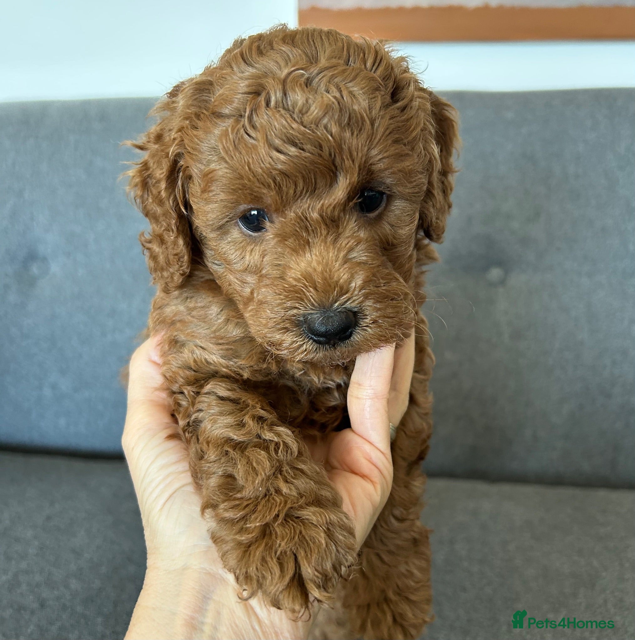Miniature Poodle dogs Small Miniature Poodle Boys - Advert 7