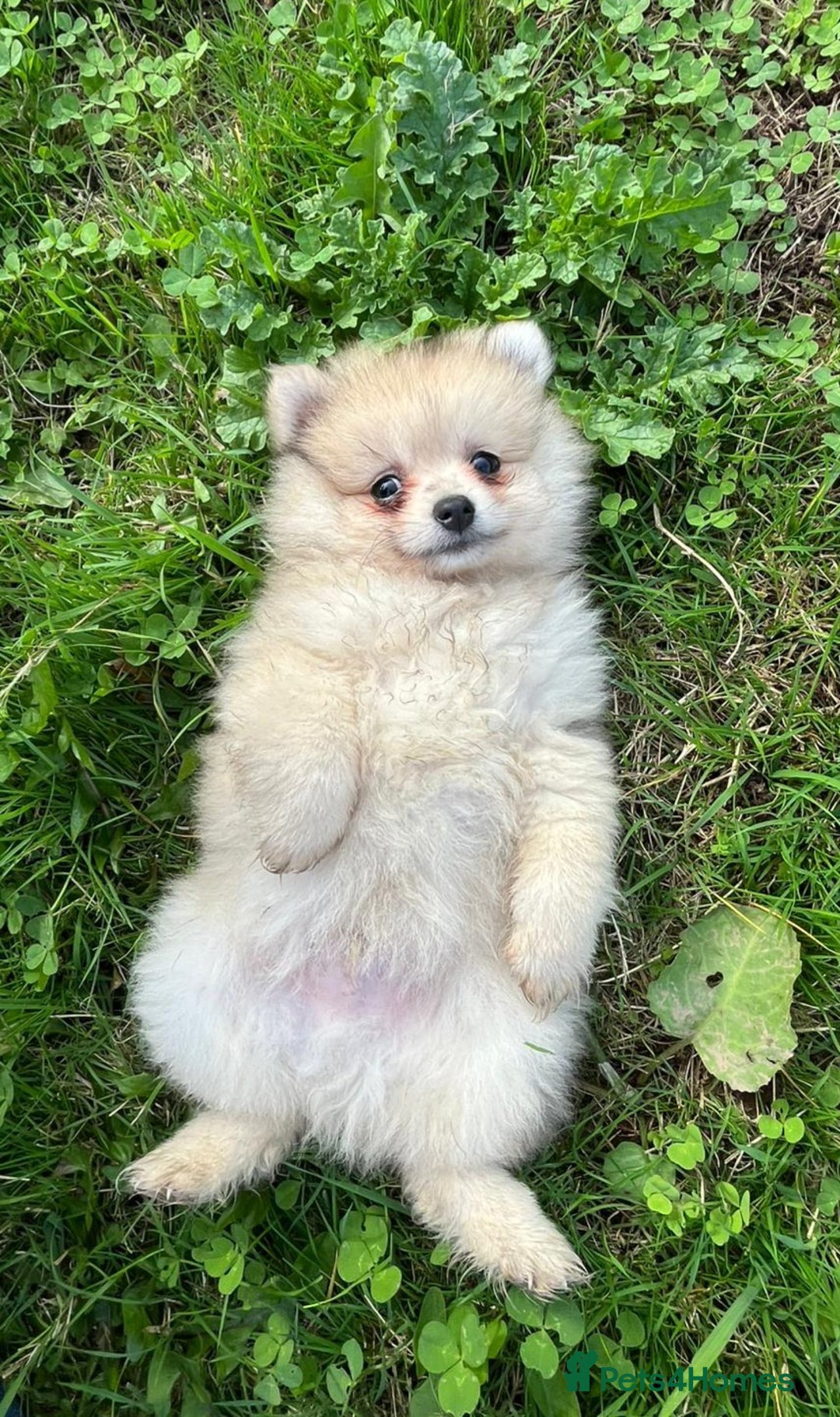 Pomeranian dogs for sale: Outstanding Tiny Pomeranian Puppies - Advert 3
