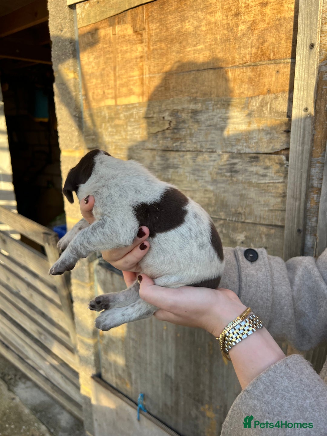 German Shorthaired Pointer dogs for sale: German Shorthaired Pointer Puppies–1 Boy, 1 Girl  - Advert 12