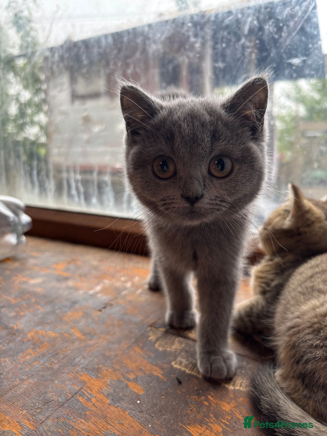 British Shorthair cats for sale: 4 beautiful girls  - Image 10