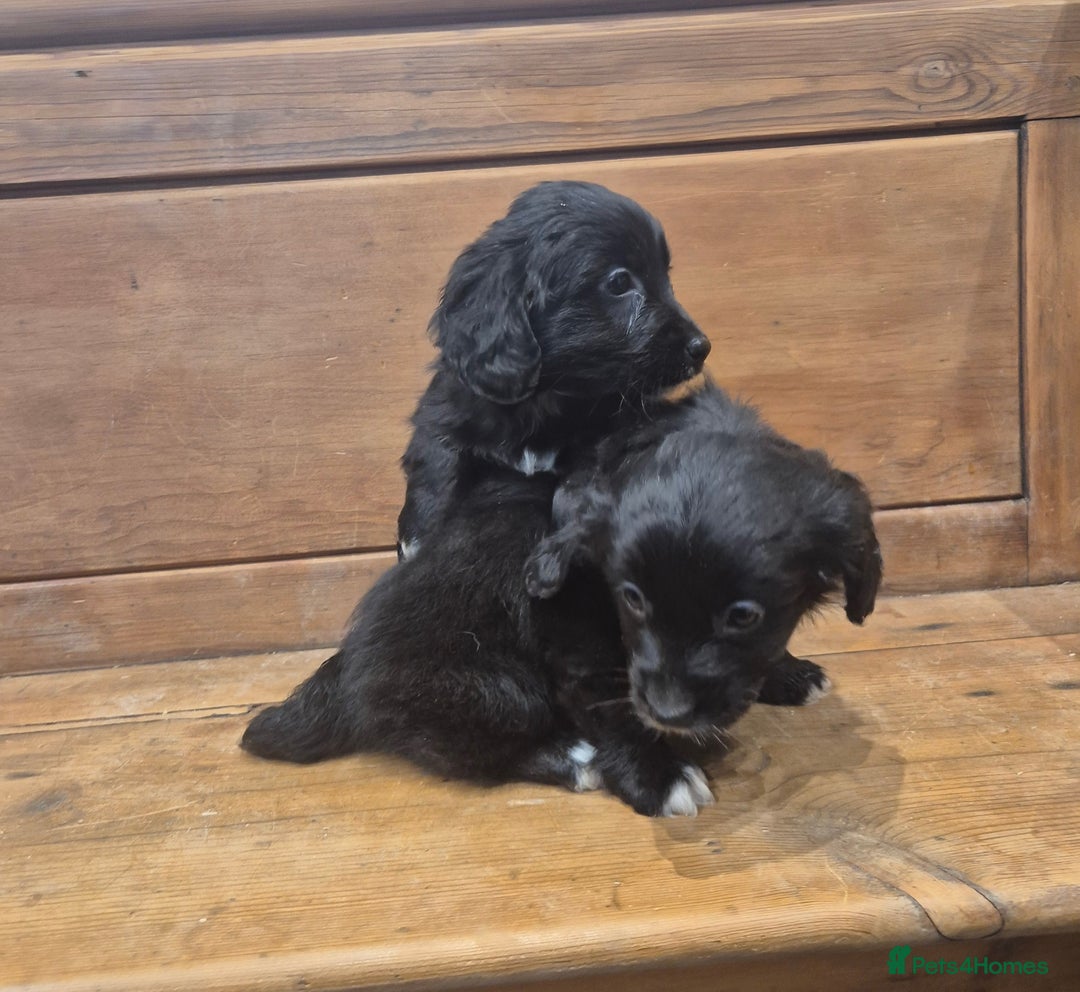 Mixed Breed dogs for sale: Corgi x Cocker Spaniel - Advert 3