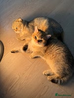 British Shorthair cats Affectionate British Shorthairs – £200 Each - Advert 16