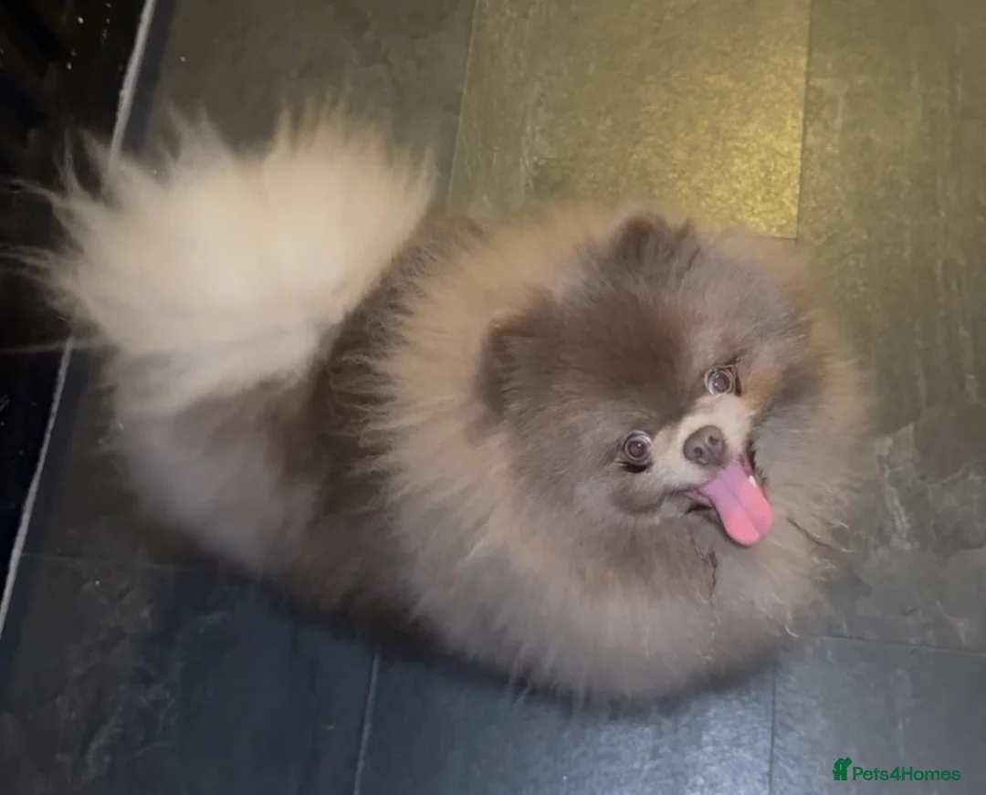 Pomeranian dogs for stud: Lilac Pomeranian for stud - Advert 2