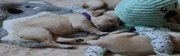 Golden Retriever dogs for sale: Golden Retriever KC registration Puppies ⭐️ - Advert 4