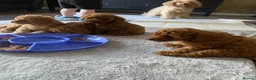 Cavapoo dogs for sale: 5 Beautiful Cavapoos from a family home.  - Advert 4