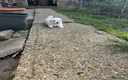 Maltese dogs for sale: Puppies Bichon Maltese Size Mini Toy - Image 2
