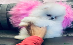 Pomeranian dogs for sale: Stunning teddybear face Boys Ready🌟 - Advert 4