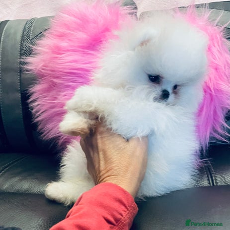 Pomeranian dogs - Advert 1