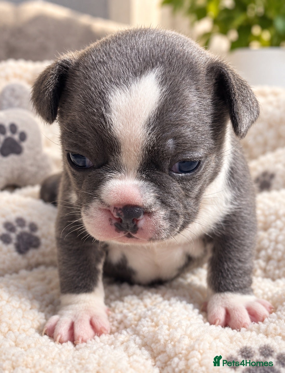 French Bulldog dogs French bulldog - Advert 7