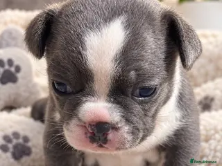 French Bulldog dogs French bulldog - Advert 1