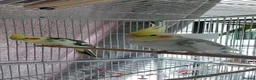 Cockatiels birds for sale: 2 x Cockatiels with Cage  in Peterborough - Advert 1