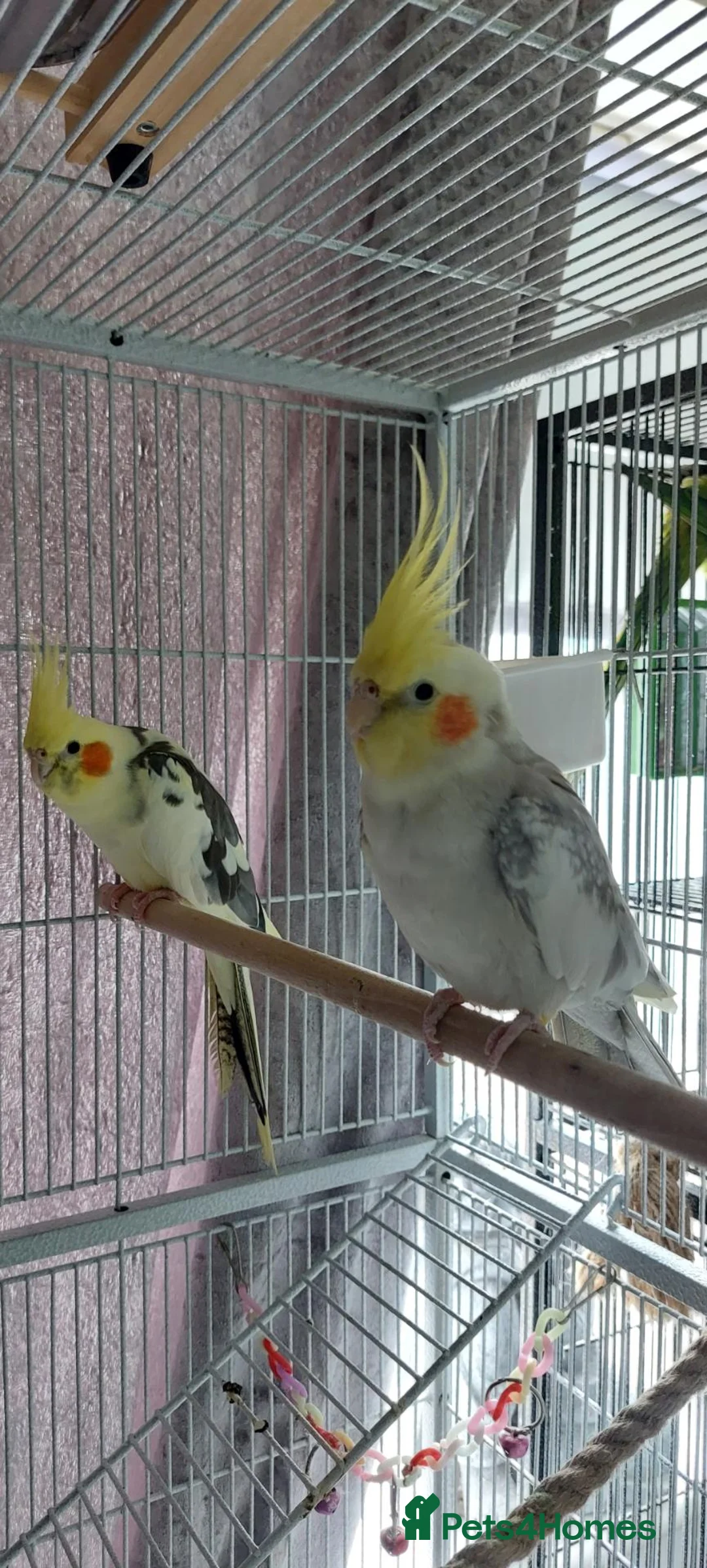 Cockatiels birds for sale: 2 x Cockatiels with Cage  in Peterborough - Advert 1