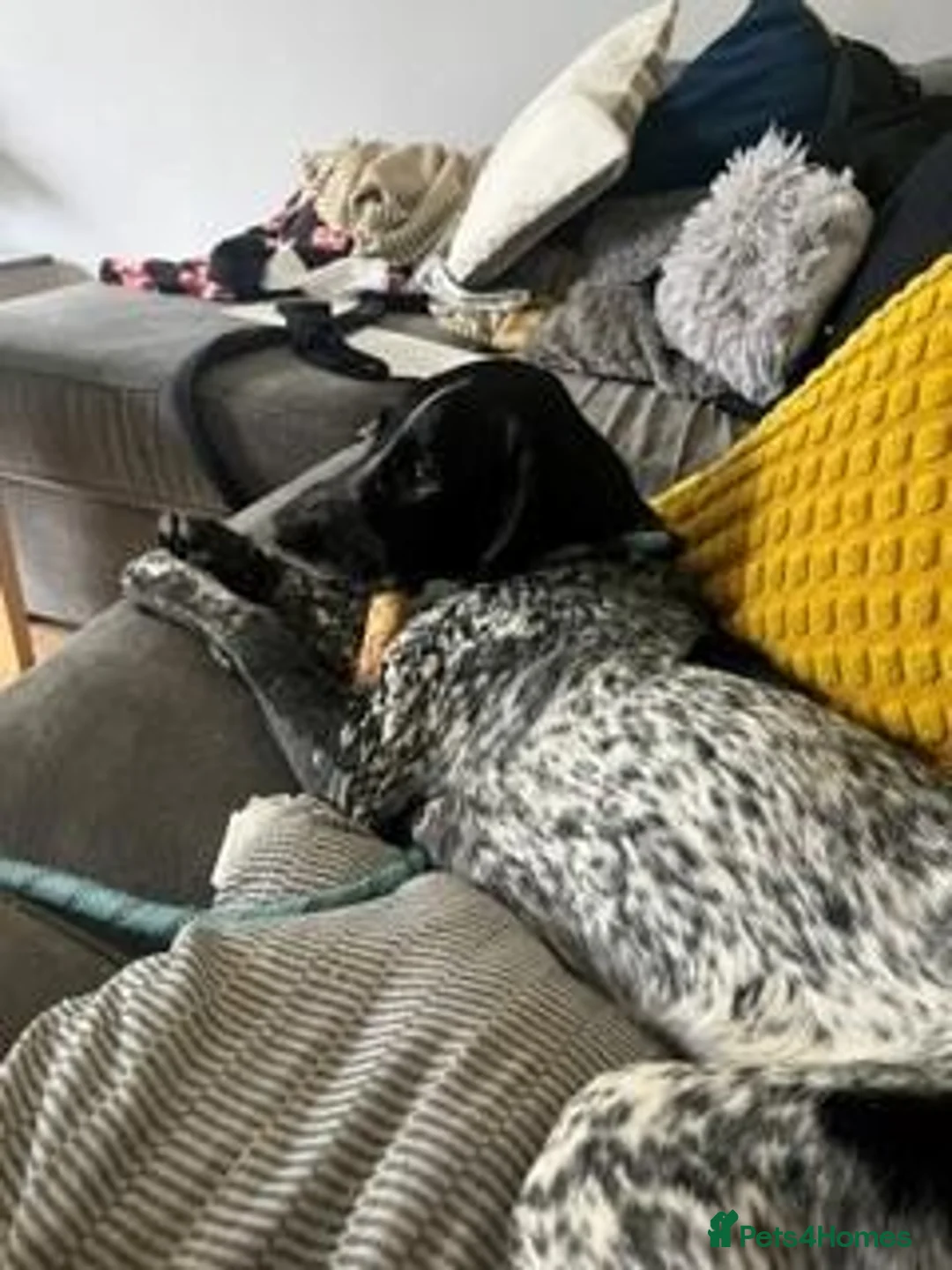 Mixed Breed dogs for sale: Buddy in Batley - Advert 1