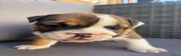 English Bulldog dogs for sale: Bulldog pups  in Llanelli - Advert 9