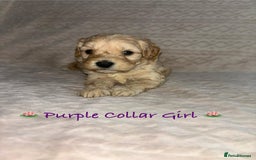 Cavapoo dogs for sale: Beautiful F1 Cavapoo Puppies  - Image 5