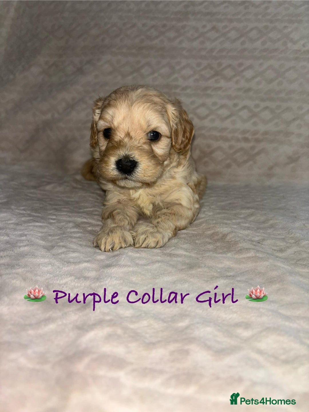 Cavapoo dogs for sale: Beautiful F1 Cavapoo Puppies  - Image 5