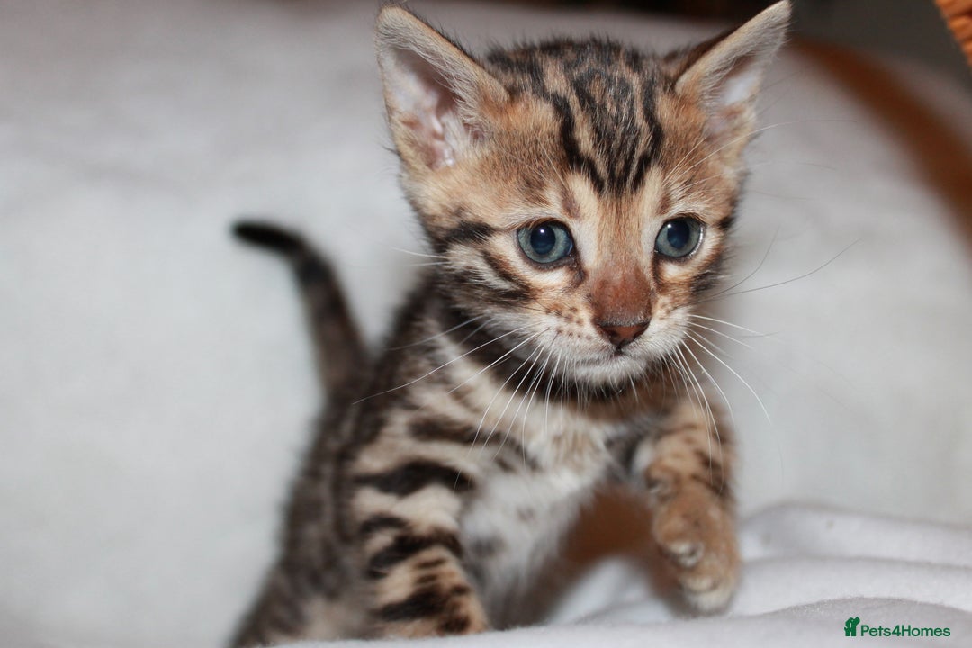 Bengal cats for sale: Pedigree TICA Bengal Kittens - Ready 07/01/26 - Advert 10