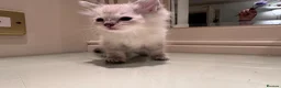 Ragdoll cats for sale: beautiful ragdoll kittens in Huddersfield - Advert 5