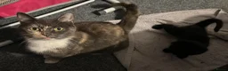 British Shorthair cats for sale: 2 black kittens  - Advert 5