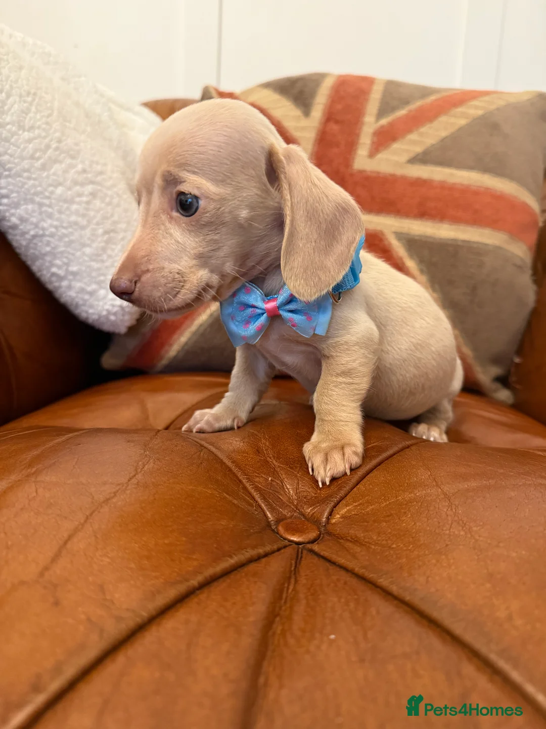 Miniature Dachshund dogs for sale: Stunning Pups 5 ⭐ Star Licensed 5 ⭐ Reviews!  - Advert 12