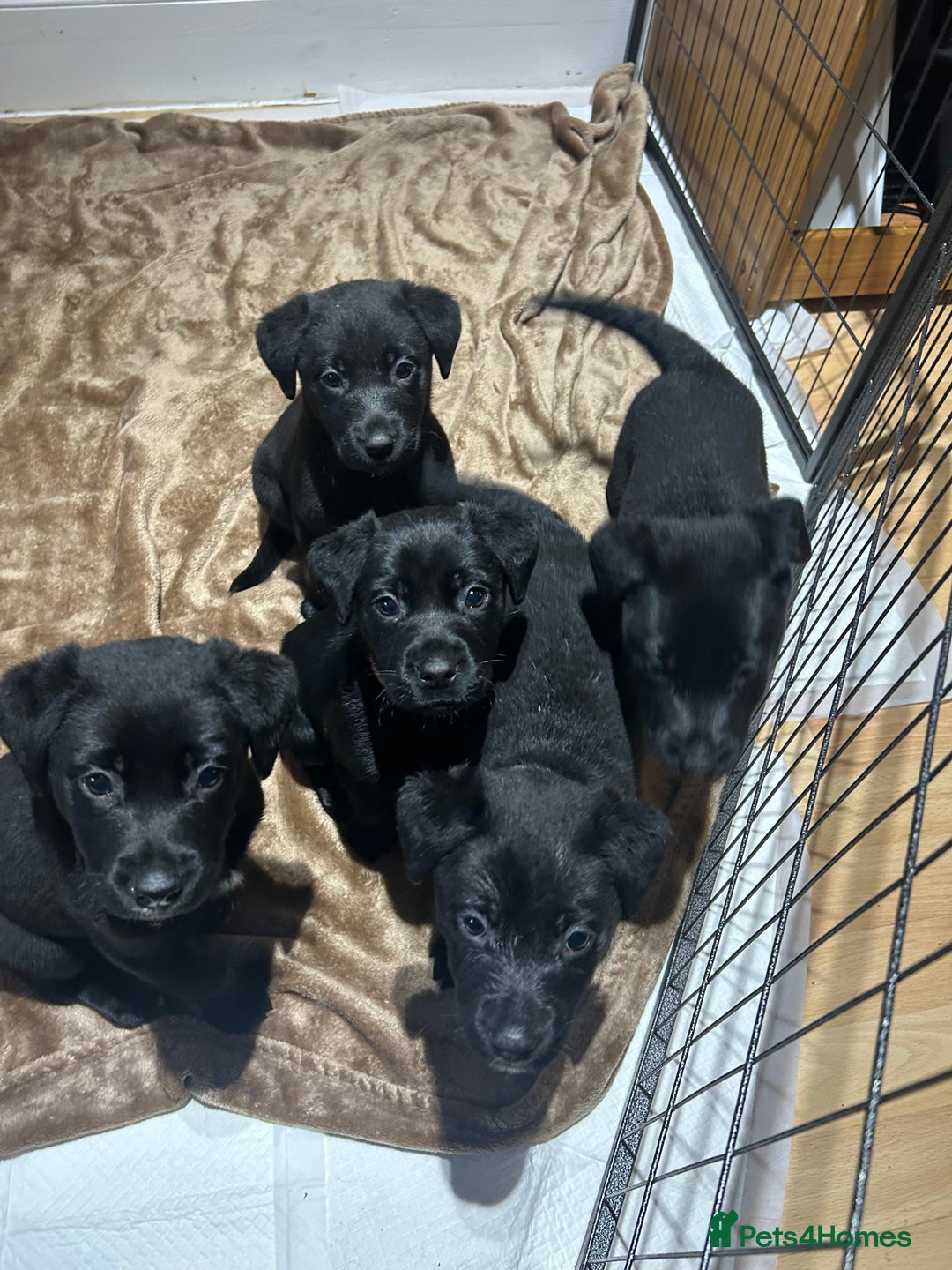 Mixed Breed dogs for sale: Gorgeous Kelpador puppies.  - Advert 10