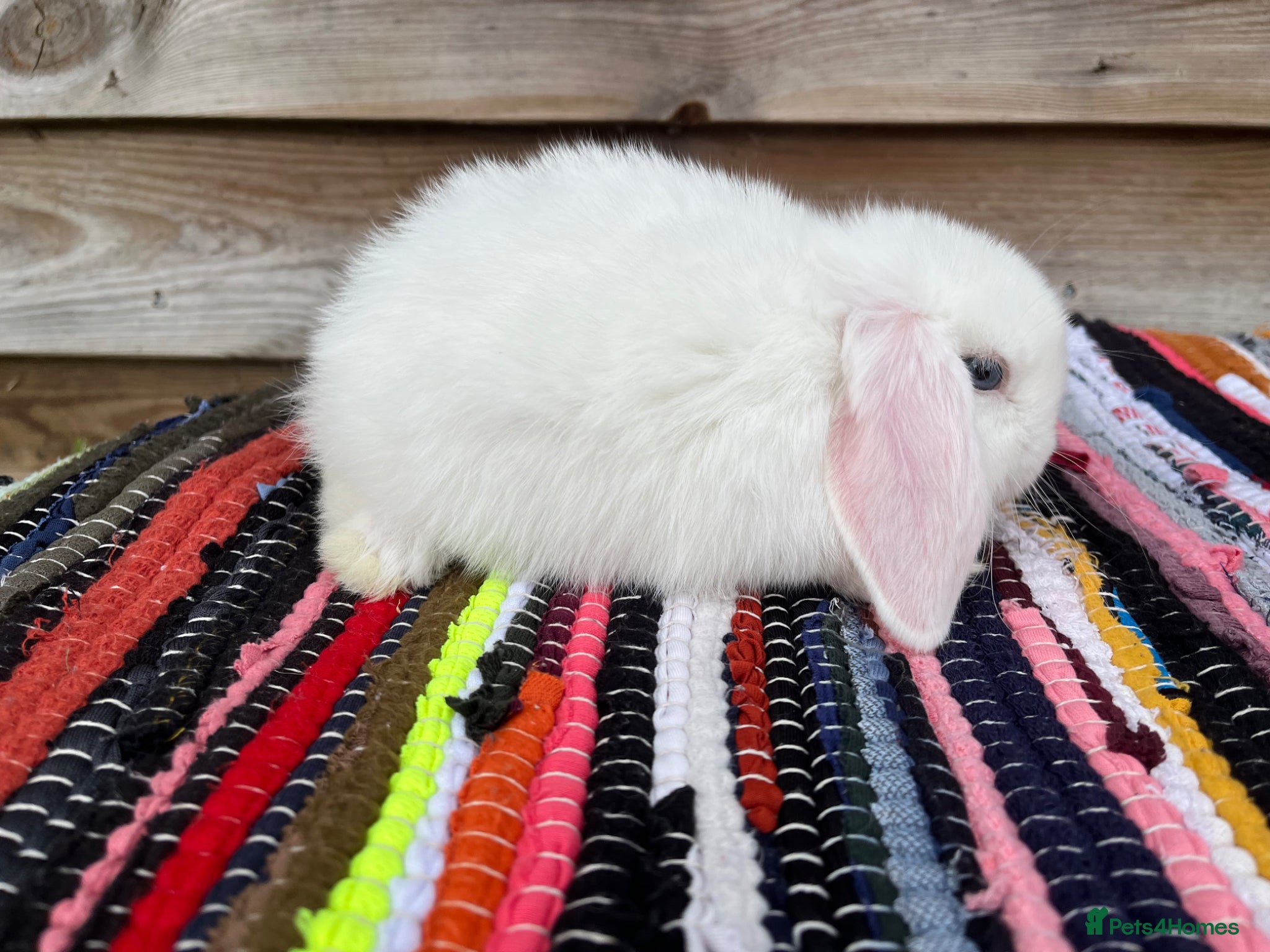 Mini Lop rabbits for sale: Gorgeous pure Mini lops  - Advert 7